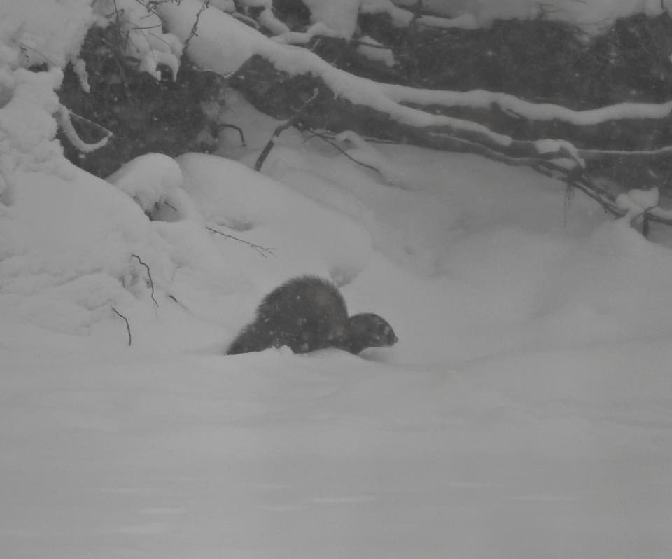 Ilder beveger seg i dyp snø foran en snødekt kratt, mørk med lys snute, sett fra siden.