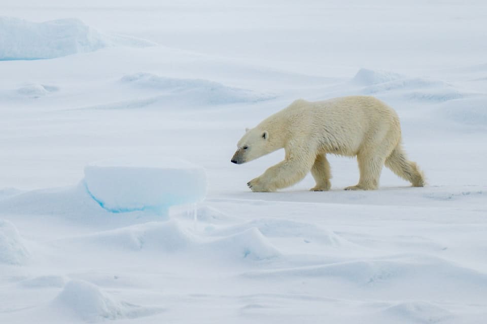 En isbjørn går i profil over snø og is. Kroppen er lang og lavbygd med kremhvit pels, hodet er smalt, og beina er kraftige.