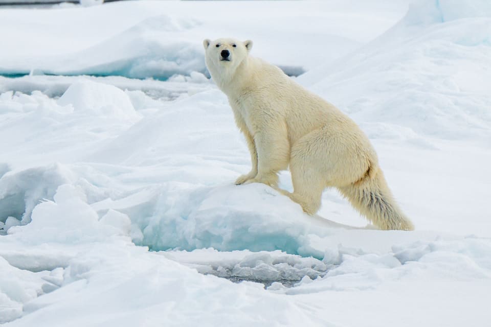 En isbjørn står på en kant av pakkis og ser rett mot kameraet. Pelsen er kremhvit, hodet er smalt med svart snute og små, runde ører, og halsen er lang.