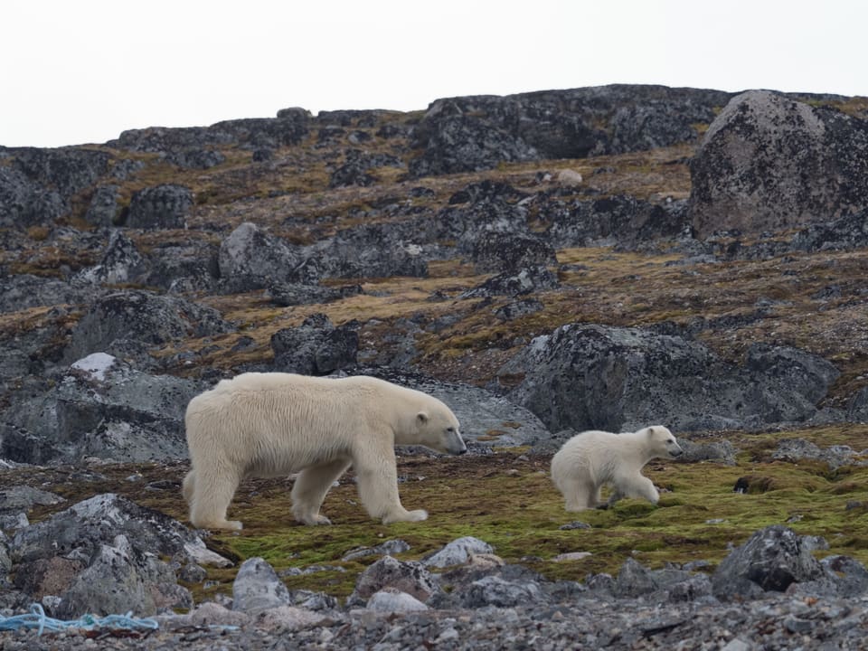 En isbjørnhunn og en unge går sammen over mosegrodd tundra og stein. Begge har kremhvit pels og smale hoder.