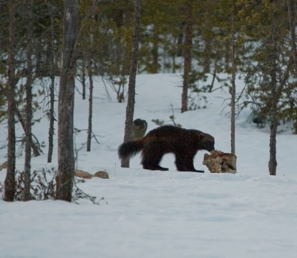 Jerv med tykk, buskete hale går over snødekt mark og lukter på et beinstykke mellom furutrær.