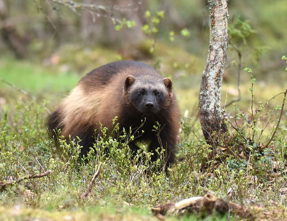 Jerv i lav blåbærlyng i skogen, sett nesten forfra: mørk maske, lyst bånd langs siden og kraftig, lav kropp.