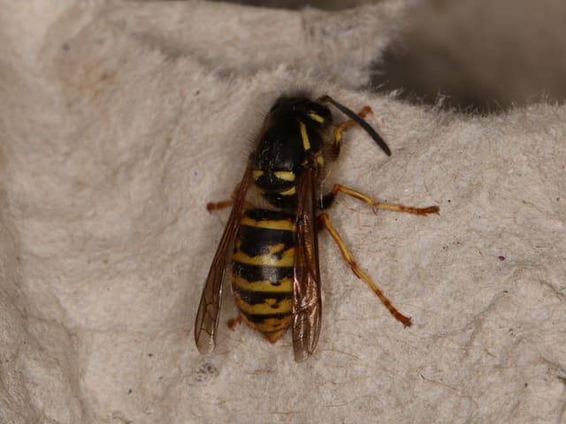 Jordveps sett ovenfra på grått papir, med svart bakkropp, gule tverrbånd og svarte flekker i båndene, gule tegninger på brystet og lange, svarte følehorn.