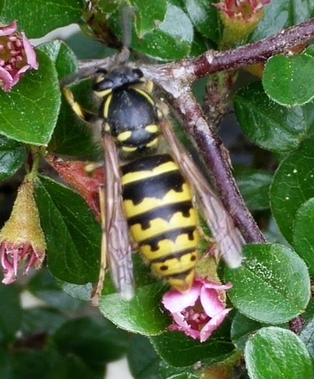 Jordveps sitter på en kvist med blomster og sees ovenfra, med svart bakkropp med gule tverrbånd og svarte flekker i hvert bånd.