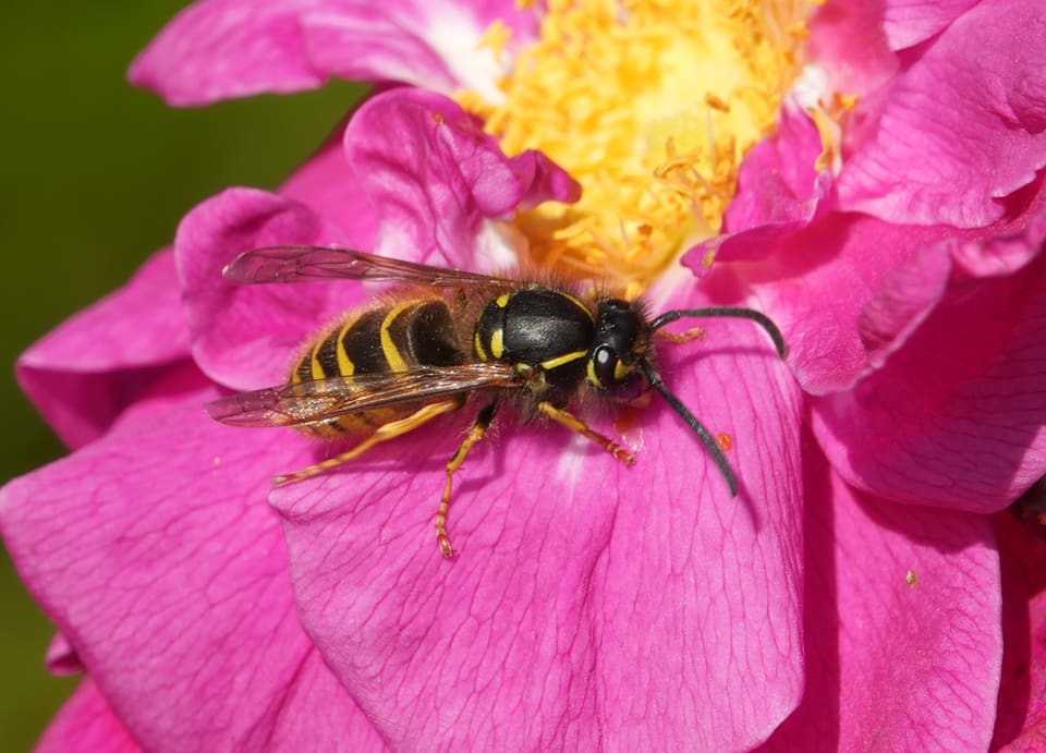 Jordveps sitter på en rosa rose med utbredte vinger, med svart og gult bånd på bakkroppen, gule tegninger på brystet og lange, svarte følehorn.