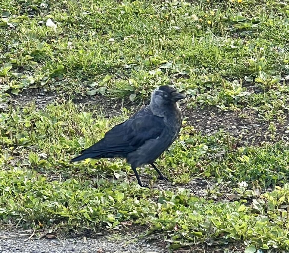 Kaie søker føde i kort gress, svart med blåskjær og grå nakke og side av hodet.
