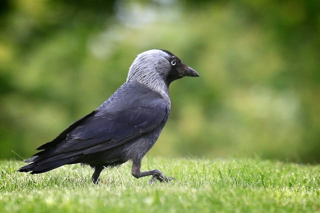 Kaie går i grønt gress med løftet fot, svart med blåskjær i vingene og en sølvgrå nakke og hals.