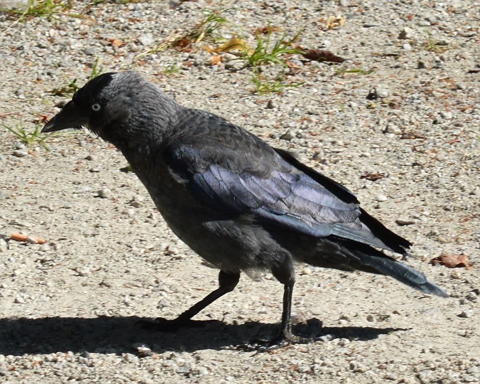 Kaie går på grus med nebbet vendt ned, grå nakke, lys iris og svart, blåskimrende vinger.