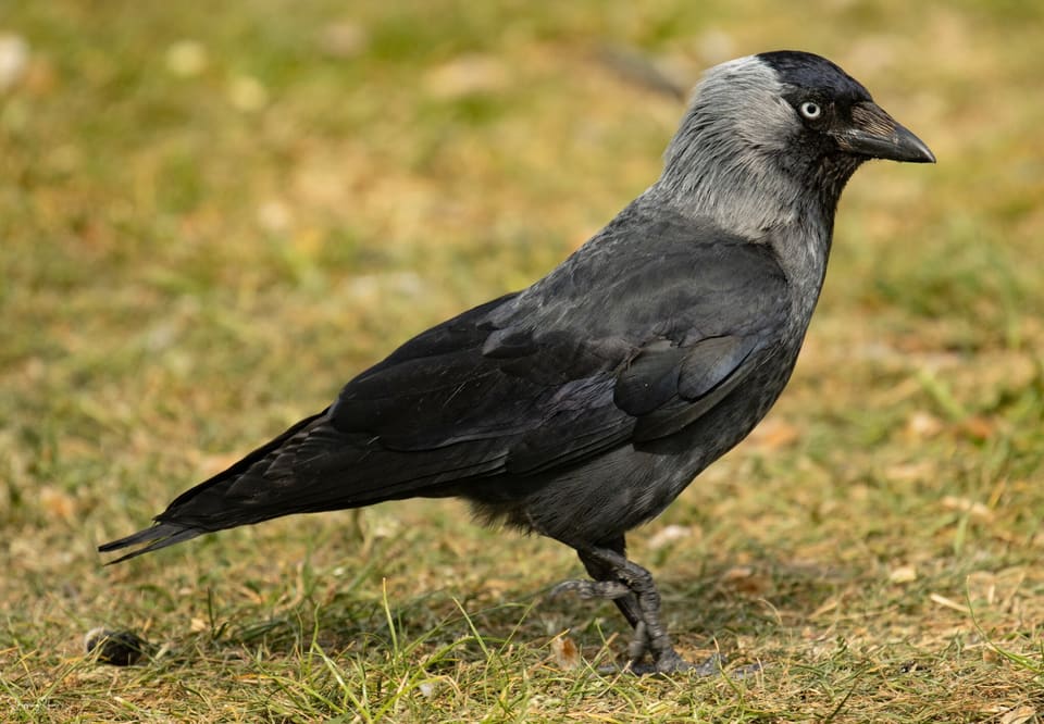 Kaie går over gressplen sett fra siden, svart med sølvgrå nakke og side av halsen, lys, nesten hvit iris og kort, kraftig svart nebb.