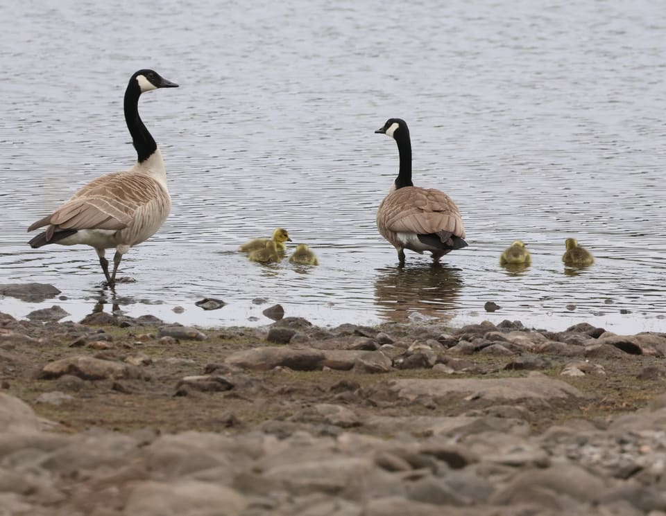 To voksne kanadagjess står i grunt vann ved en steinstrand, med fire gule gåsunger mellom seg.