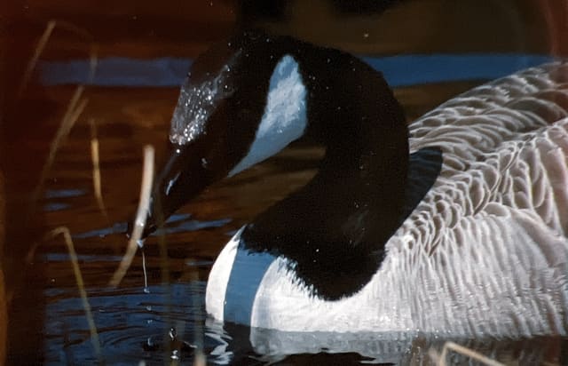 Nærbilde av en kanadagås som drikker: svart nebb og hode med en stor hvit flekk som går fra kinnet ned under haken, og mønstrede ryggfjær.