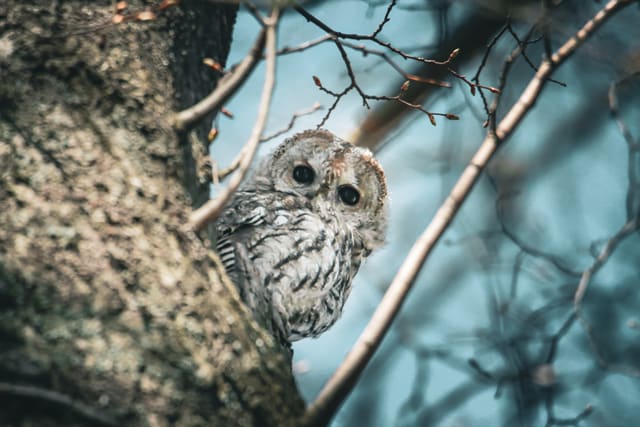Grå kattugle titter fram bak en trestamme mot blå, uklar bakgrunn, med mørke øyne i et lyst ansiktsfelt og grått, stripete bryst.
