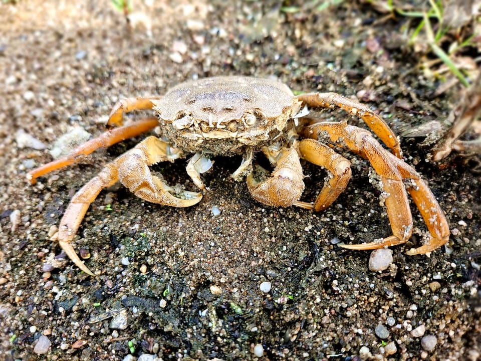 En kinaullhåndskrabbe krabber over grus ved et elveløp, med hårete klør.