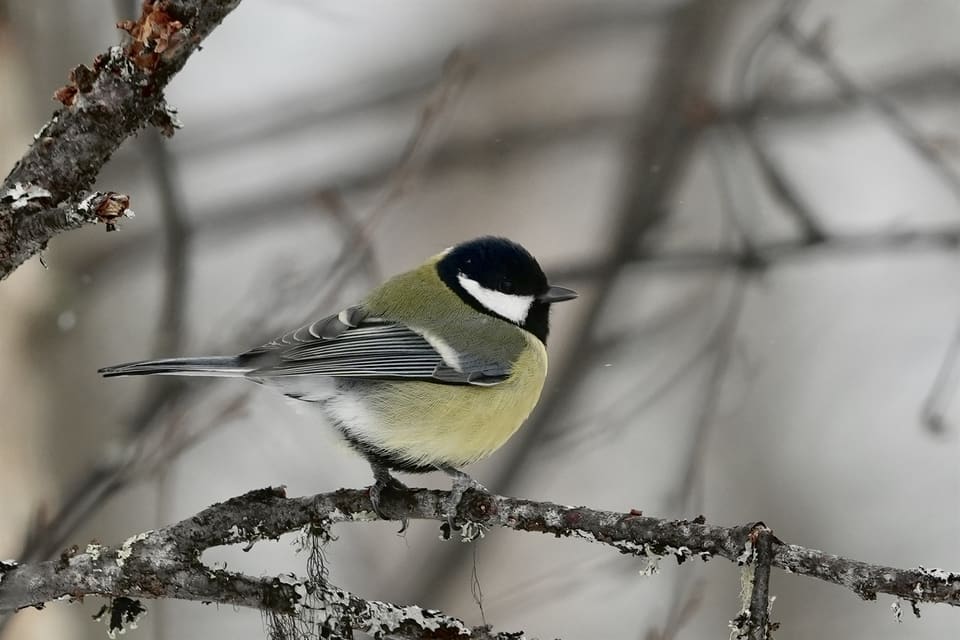 Kjøttmeis med svart hode og hvite kinn sitter på en lavkledd grein mot en grå, uskarp bakgrunn.