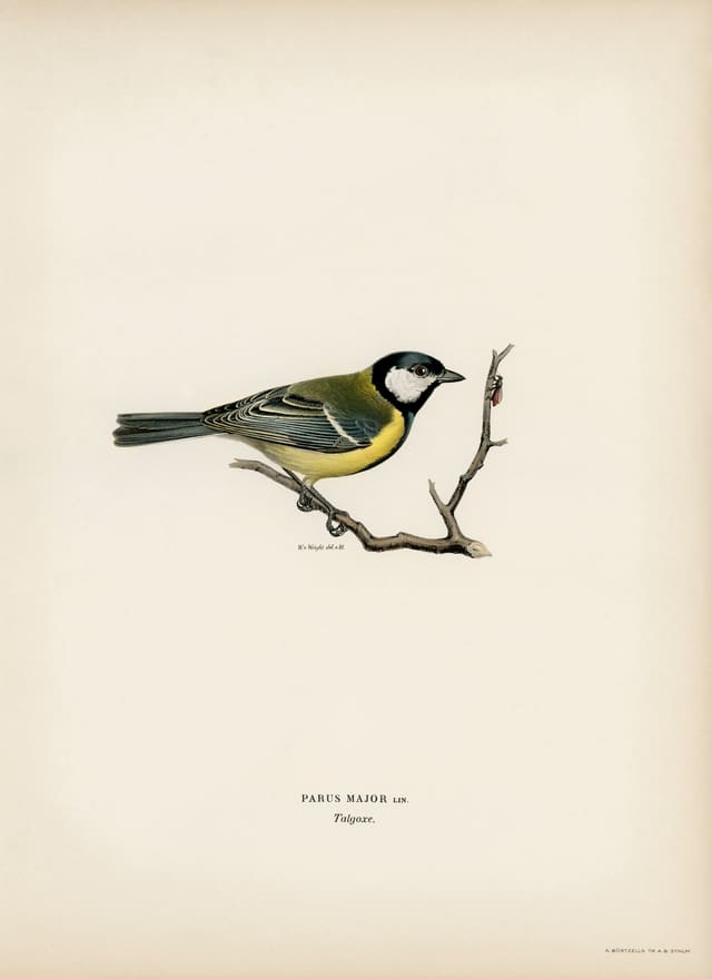 Fargelitografi av en kjøttmeis sittende på en tynn kvist, på blekt papir, med teksten «Parus major Lin.» og «Talgoxe» under.