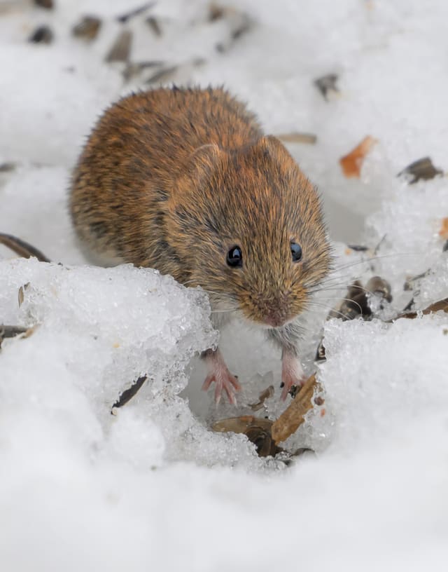 En klatremus sitter i smeltende snø og ser mot kameraet, med brun, rødlig rygg og lysere underside.