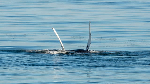 To lange, hvite brystfinner stikker rett opp av blankt blått hav. Kroppen ligger så vidt synlig under overflaten mellom dem.