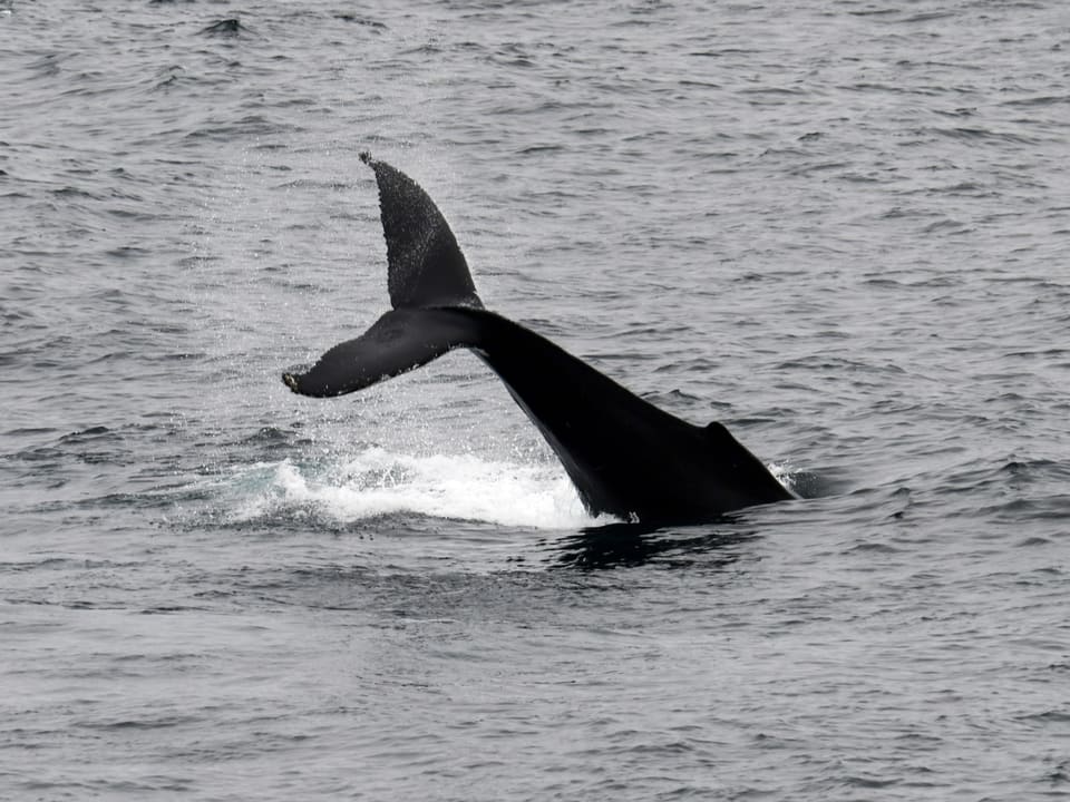 Halefinnen løftes over det grå havet mens hvalen dykker, med en hvit sjøsprut rundt roten.