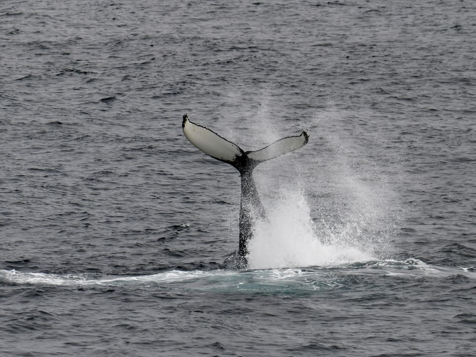 Halefinnen med lys underside kastes opp av havet og lager en sky av sprut.