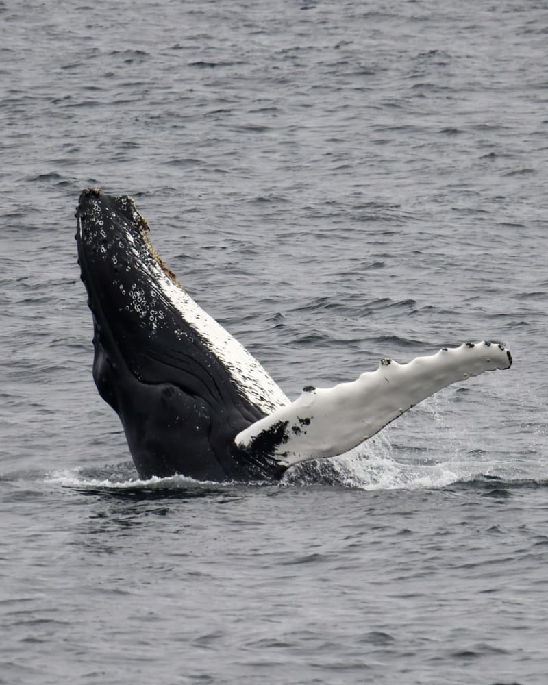 Knølhval løfter hodet og kroppen ut av det grå havet. Den lange, hvite brystfinnen stikker ut til siden, og hodet har knoppete utvekster og en kantete overkjeve.
