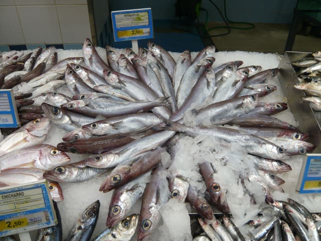 Mange slanke, sølvgrå kolmuler ligger i en stor ring på is i en fiskedisk, alle med store øyne og lys buk.