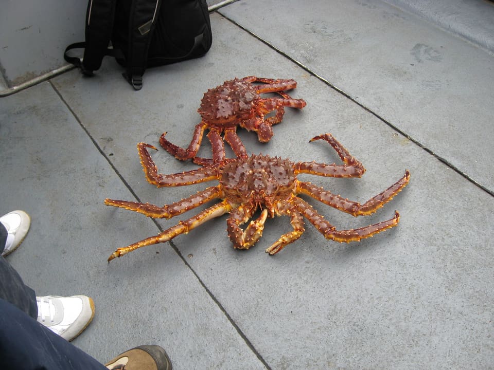 To kongekrabber ligger på grå fliser. Skjoldet er rødbrunt med mange kraftige pigger, og de lange beina er oransjebrune.