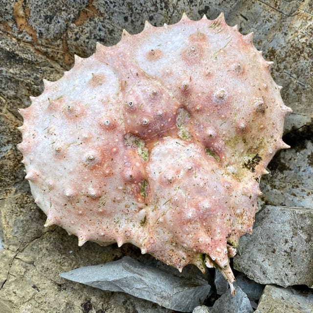 Tomt, lyst rosa kongekrabbeskall ligger på berg, med mange koniske pigger på ryggskjoldet.