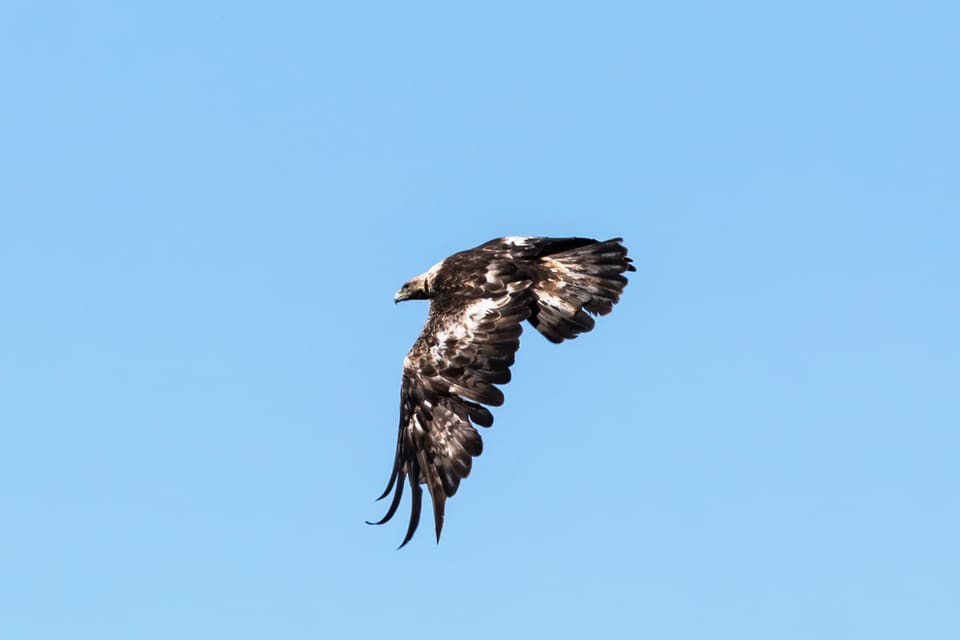 Ung kongeørn faller eller svinger i luften mot blå himmel, med hvite flekker i vingene og halen.