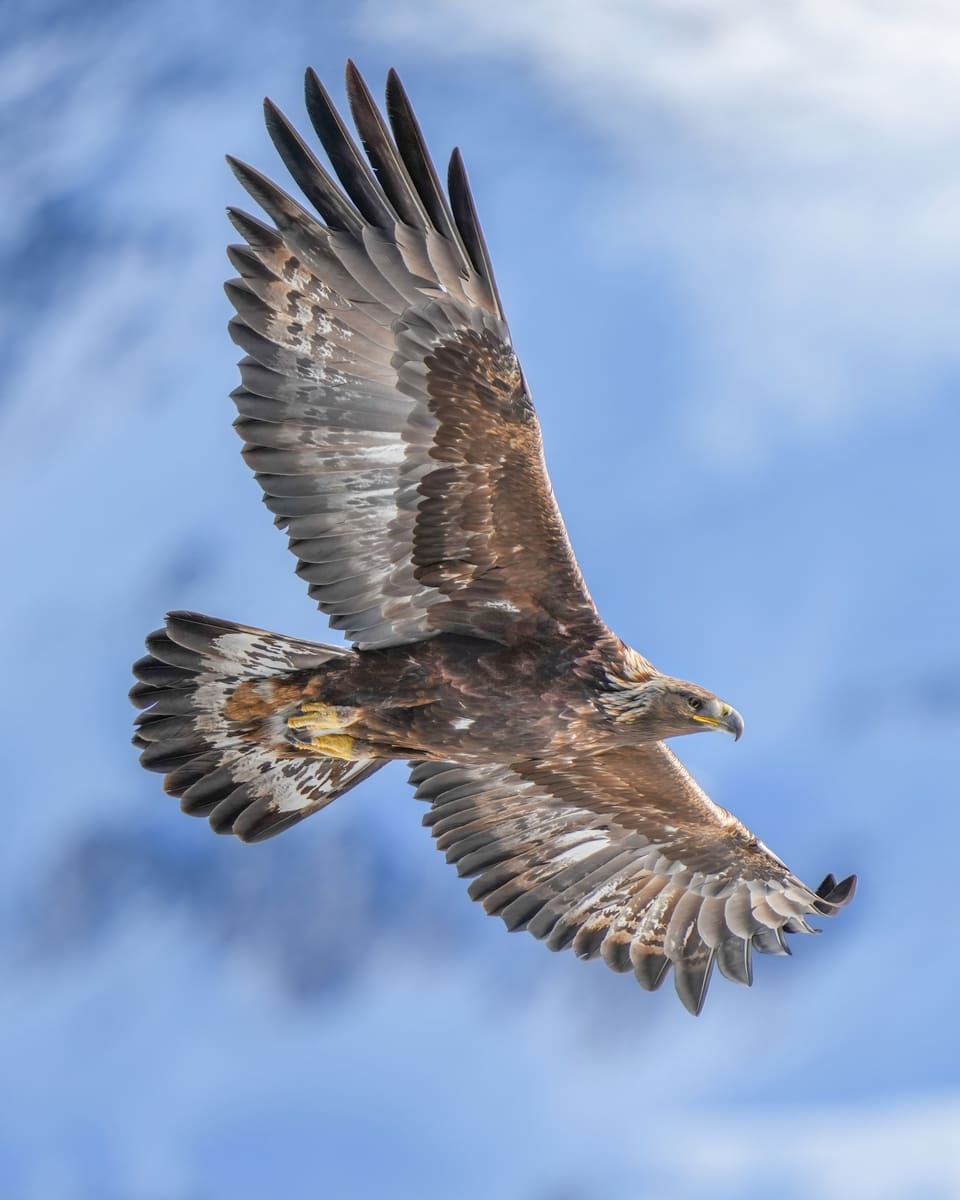 Kongeørn i flukt sett nedenfra mot blå himmel, med lange, brede vinger, fingerlignende vingespisser og lang hale med mørk ende.