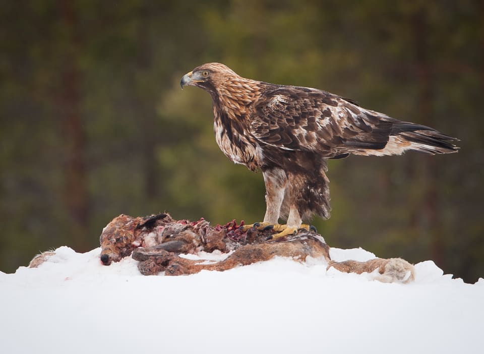 Kongeørn står i profil på en snødekt stein med gyllenbrun nakke og isse, mørkebrun kropp med lyse fjærkanter, kraftig krummet nebb, gule klør og en lang hale som stikker bakover.