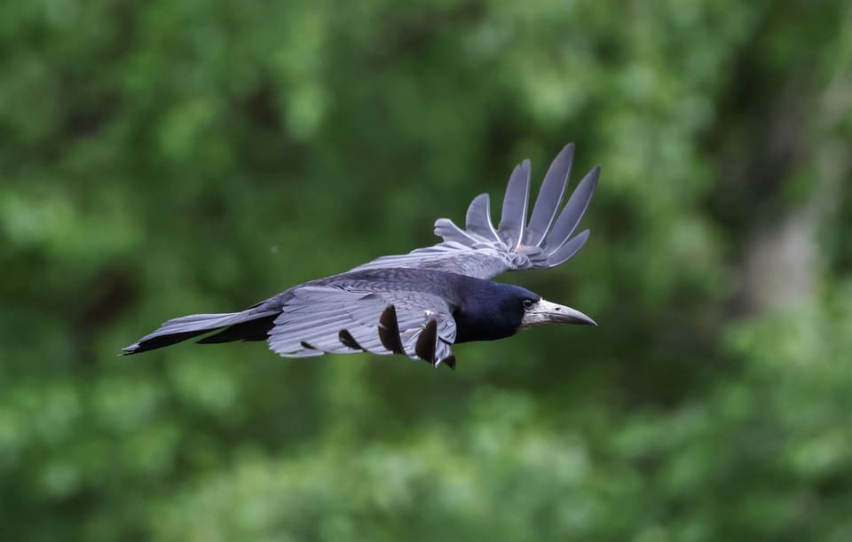 Kornkråke flyr mot høyre over grønt kratt med brede, fingrede vinger, avrundet hale og lyst nebb.
