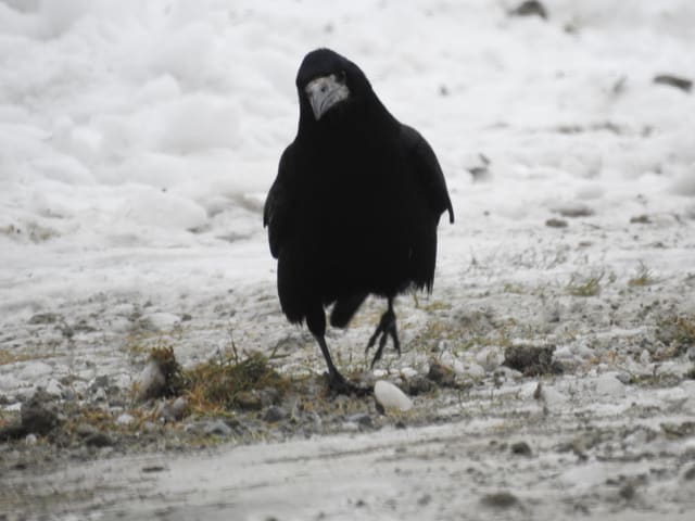 Kornkråke går rett mot kameraet over snødekt bakke, med nakent grått ansikt og store fjærbukser.