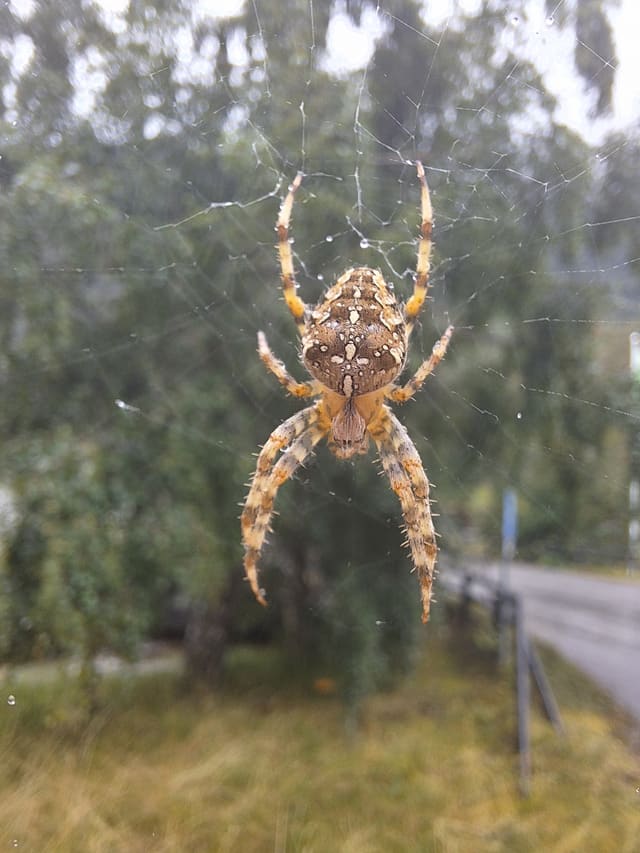 Korsedderkopp henger i nettet med hodet opp. Bakkroppen er brun med hvite flekker i et kors-mønster, og beina har gule og brune bånd.