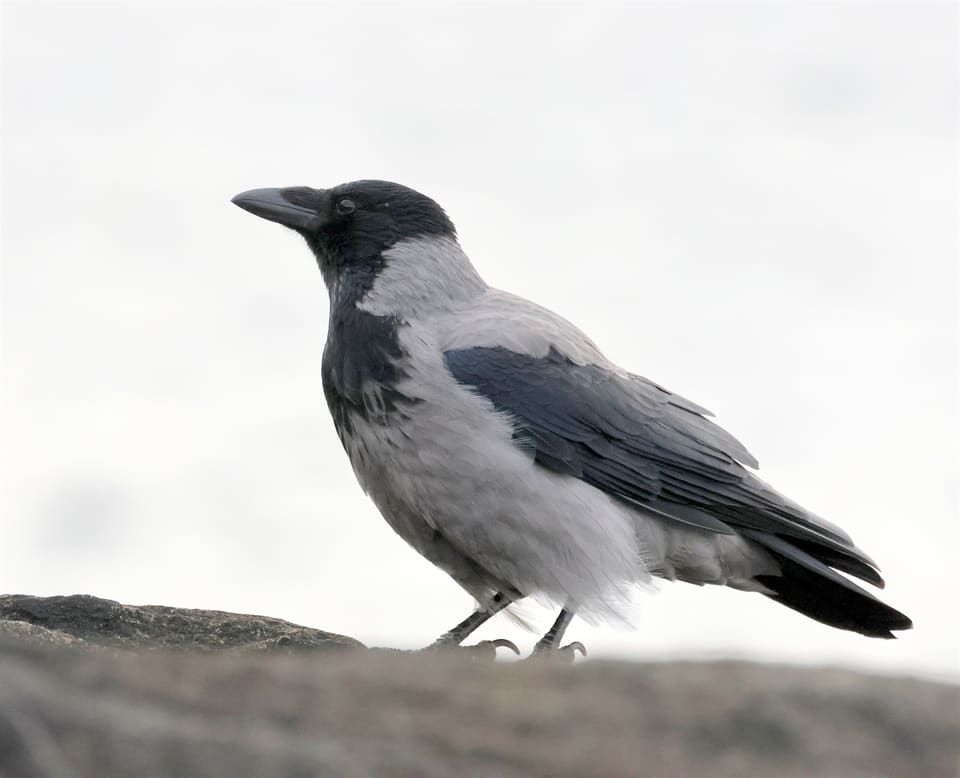 Kråke står på en stein mot lys himmel, med svart hode, strupe, vinger og hale og lysegrå kropp.