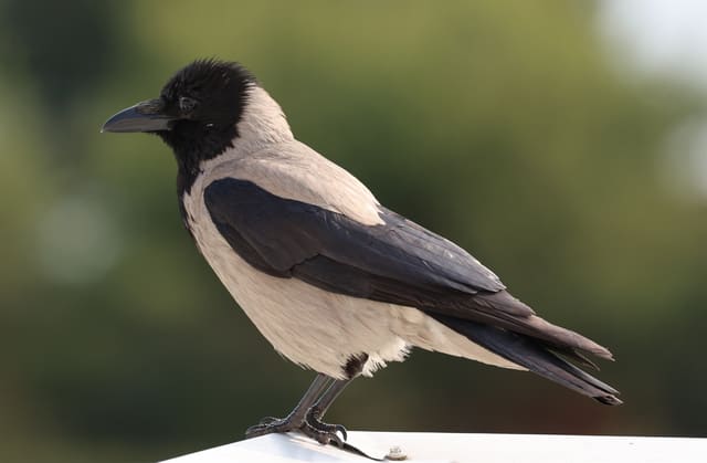 Kråke sitter på en hvit kant, sett fra siden, med svart hode, strupe og vinger og lys beige-grå kropp.