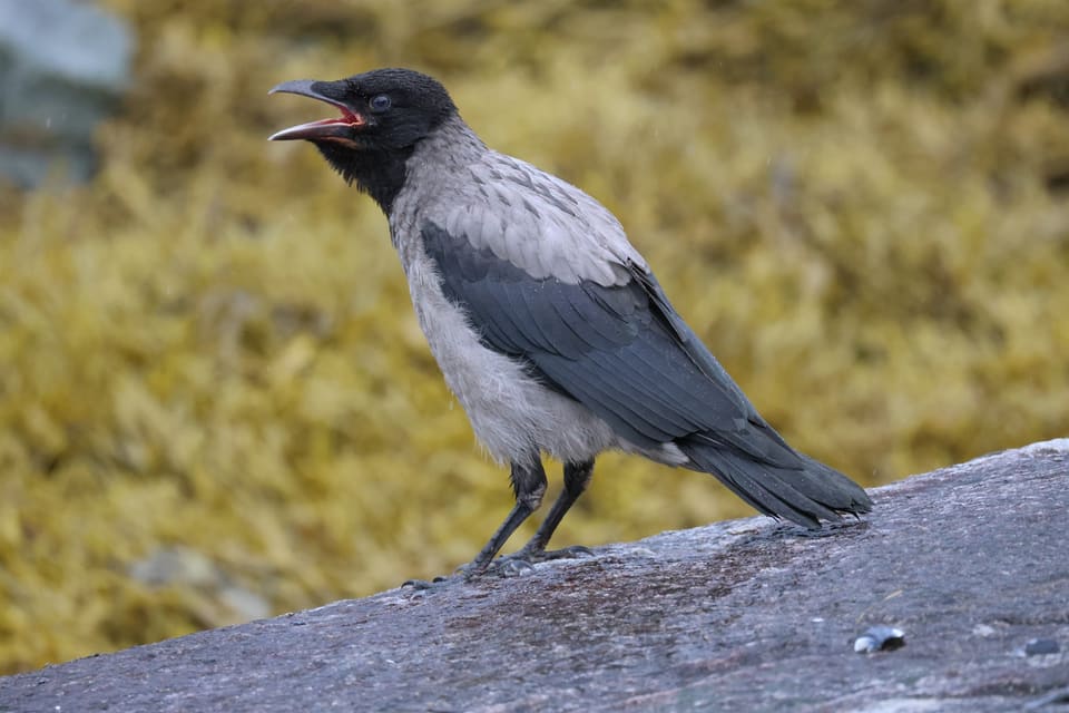 Kråke står på en stein med åpent nebb og rød munn, foran gulgrønn mose.