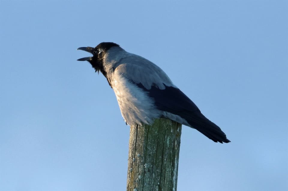 Kråke sitter på en påle mot blå himmel og skriker med åpent nebb.