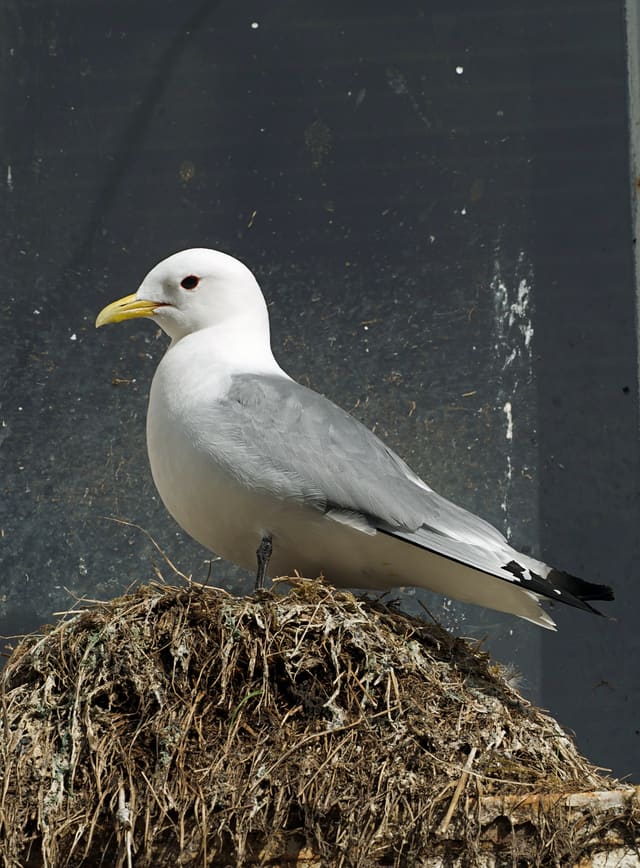 Voksen krykkje står på et reir av strå og tang i profil, med hvitt hode, gult nebb, mørkt øye, grå rygg, svarte vingespisser og svarte bein.