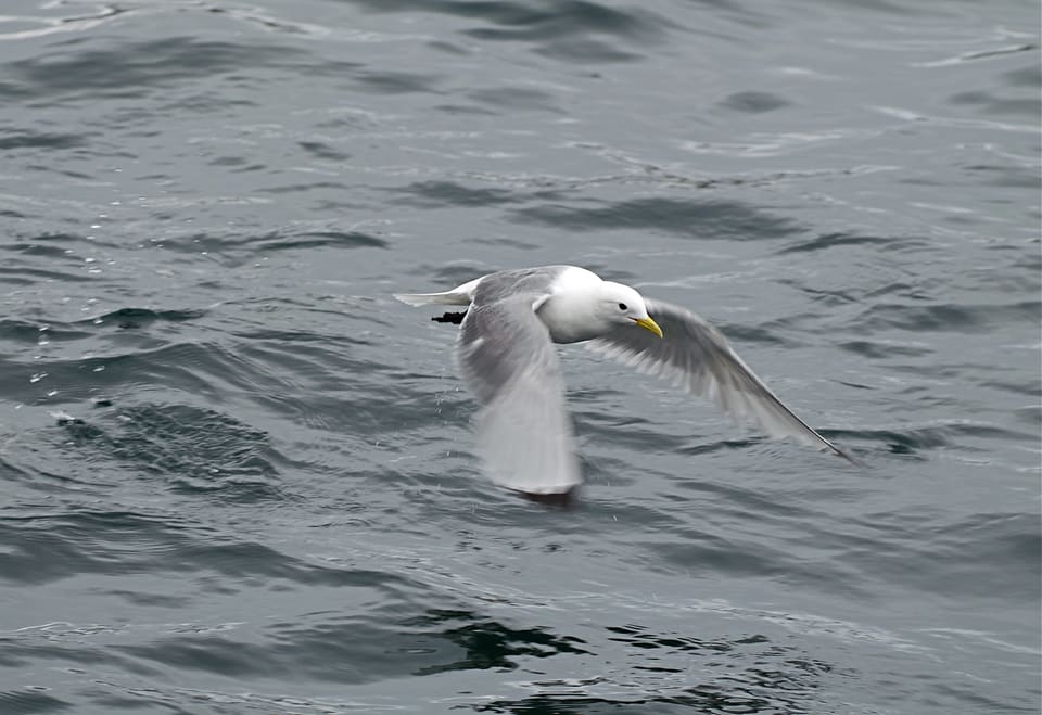 Krykkje flyr lavt over grått sjøvann med vingene ned, sett fra siden, med hvitt hode, gult nebb og grå vinge med svart spiss.