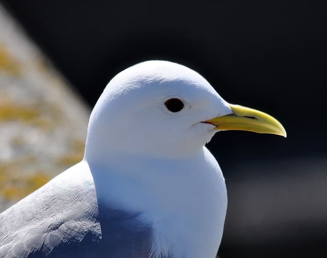 Nærbilde av hodet til en voksen krykkje i profil, med hvitt hode, mørkt øye, ensfarget gult nebb og grå skulder.