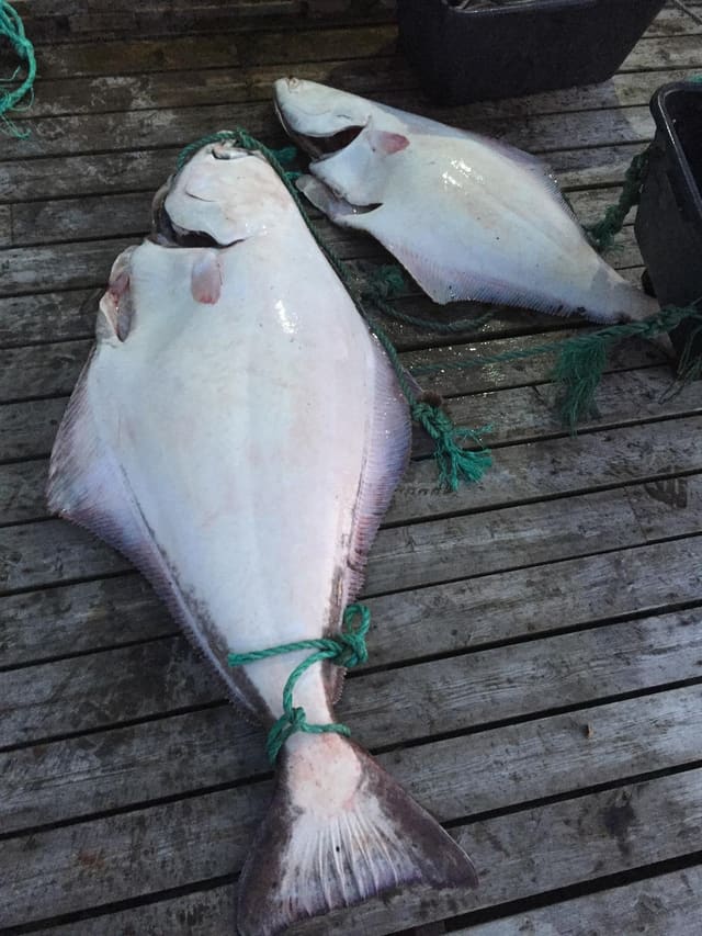 To fangede kveiter ligger på en trebrygge, vendt med den hvite undersiden opp. Blindsiden er ensfarget lys, og halefinnen er lang og svakt innsvingt.