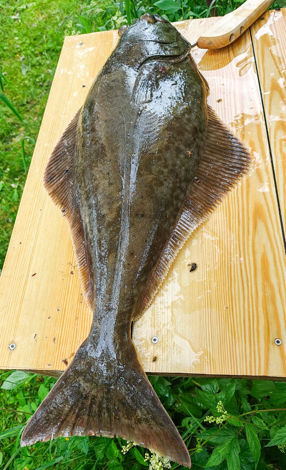 En stor kveite ligger på et trebord utendørs. Øyesiden er mørk og flekkete, og halen er bred og svakt innsvingt.