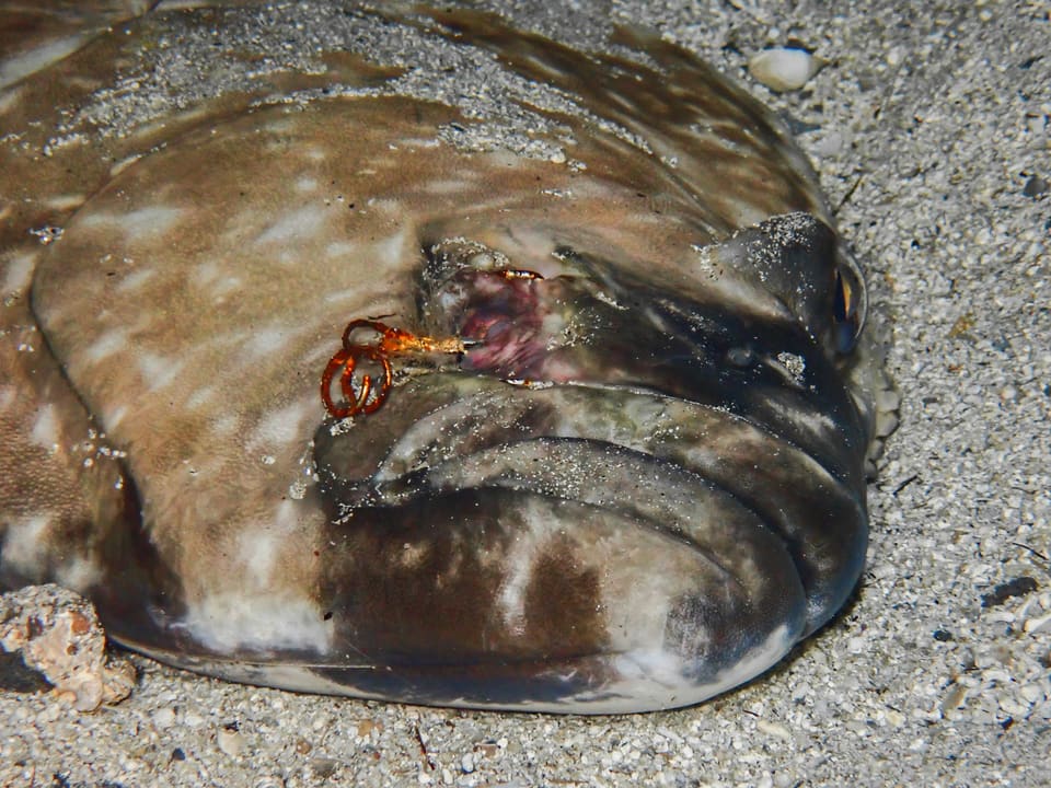 Nærbilde av hodet til en kveite på sandbunn. Munnen er stor, og et øye har et gammelt skadested etter en fiskekrok.
