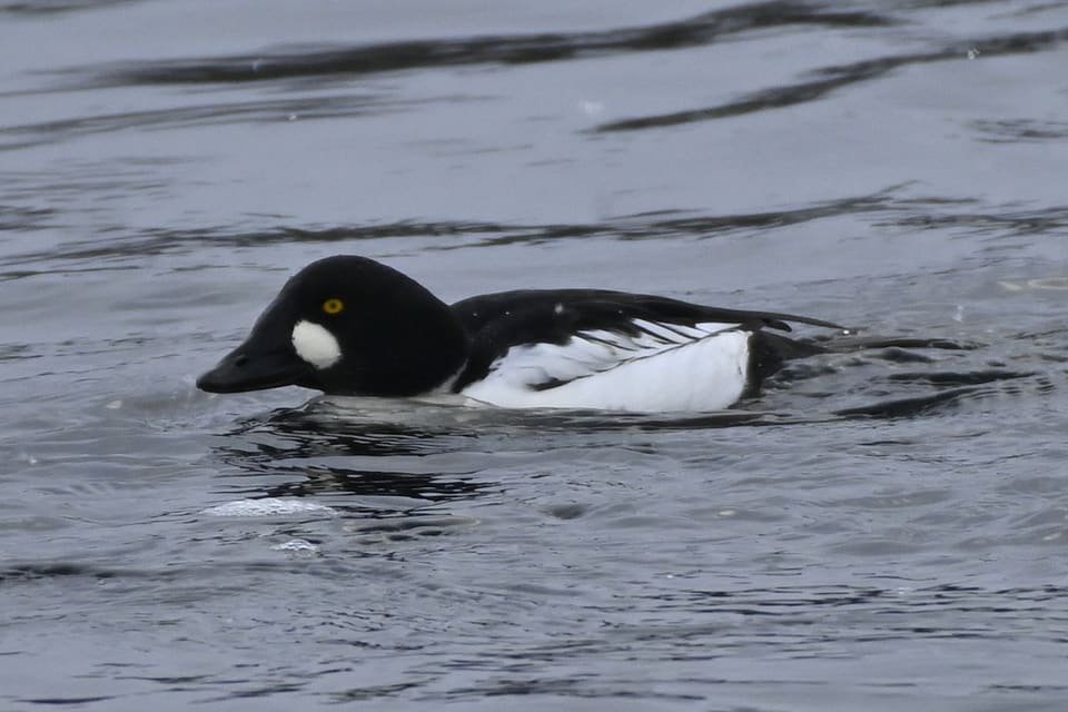 Kvinandhann svømmer i grått vann med svart hode, rund hvit flekk og hvit side.