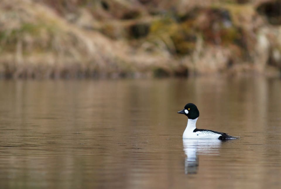 Kvinandhann svømmer på stille, brunlig vann med speilbilde, med svart hode og rund hvit flekk, hvit kropp og svart rygg.