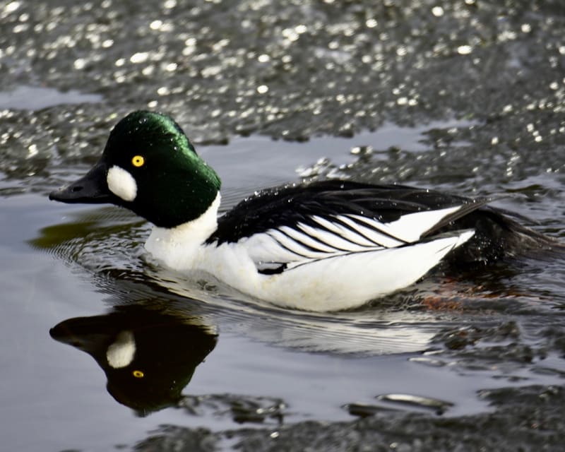 Kvinandhann svømmer i mørkt vann med blankt, grønnskjærende hode, rund hvit flekk ved nebbroten, gul iris, hvit hals og bryst og svart rygg med hvite striper.