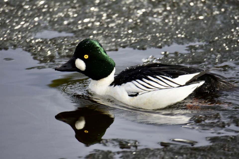 Kvinandhann svømmer i mørkt vann med blankt, grønnskjærende hode, rund hvit flekk ved nebbroten, gul iris, hvit hals og bryst og svart rygg med hvite striper.