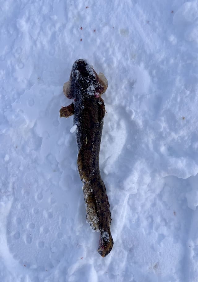 Lake sett ovenfra på snø, mørk og avlang med bredt hode og jevnt avsmalnende kropp.