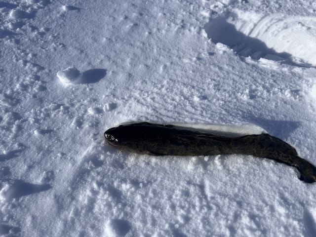 Lake ligger på snø, mørkt brun og slank med lys buk, bredt, flatt hode og lang, lav ryggfinne.