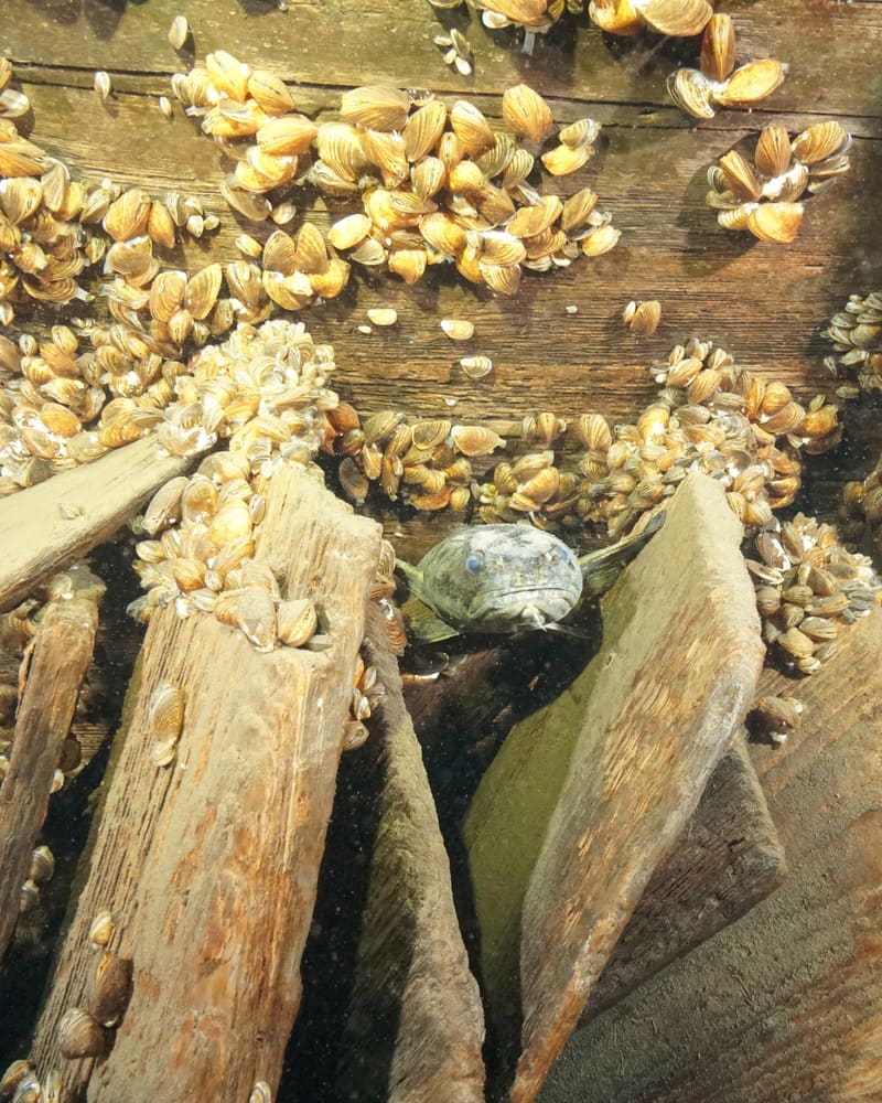 En lake sitter delvis skjult mellom planker og skjell i et vrak på sjøbunnen, sett ovenfra.